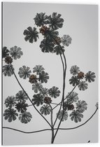 Dibond - Takken - Bloemen - Bladeren - 60x90 cm Foto op Aluminium (Met Ophangsysteem)