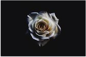 Poster (Mat) - Roos - Wit - Bloem - Zwart - 60x40 cm Foto op Posterpapier met een Matte look