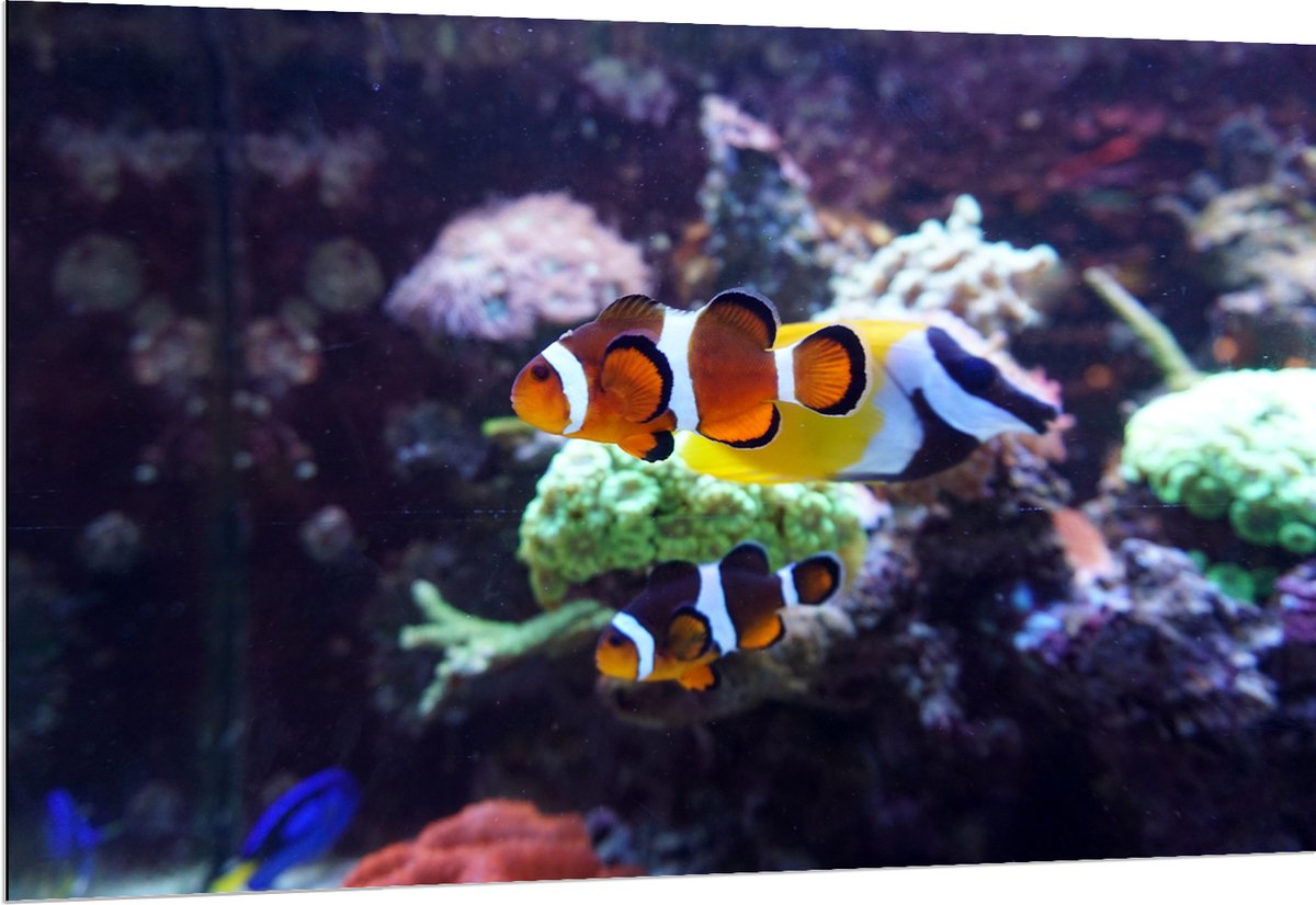 Dibond - Twee Anemoon Vissen Zwemmend door Aquarium - 150x100 cm Foto op Aluminium (Met Ophangsysteem)