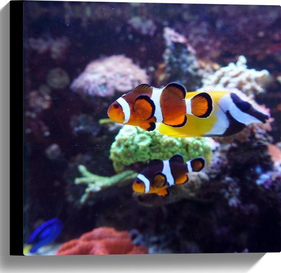 Canvas - Twee Anemoon Vissen Zwemmend door Aquarium - 40x40 cm Foto op Canvas Schilderij (Wanddecoratie op Canvas)