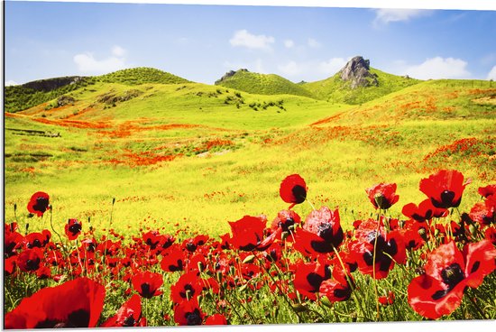 Dibond - Groep Rode Bloemen in Heuvellandschap - 90x60 cm Foto op Aluminium (Met Ophangsysteem)