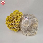 Samzwam Grow Kit - Gele Oesterzwam Kweekset XL - Kant en klaar - Zelf paddenstoelen kweken - Duurzaam en Leerzaam - 3 KG