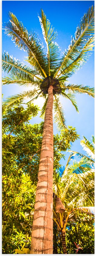 Poster Glanzend – Palmbomen Beschijnd door Zon - 20x60 cm Foto op Posterpapier met Glanzende Afwerking