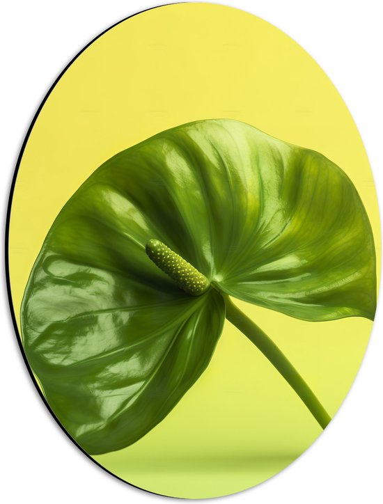 Dibond Ovaal - Donkergroene Anthurium Plant tegen Lichtgroene Achtergrond - 30x40 cm Foto op Ovaal (Met Ophangsysteem)