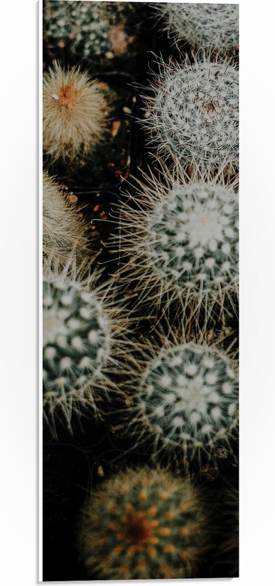 PVC Schuimplaat- Planten - Cactussen - Prikkers - Groen - 20x60 cm Foto op PVC Schuimplaat