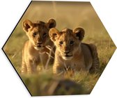 Dibond Hexagon - Twee Aankijkende Leeuwenwelpjes in het Afrikaanse Landschap - 30x26.1 cm Foto op Hexagon (Met Ophangsysteem)