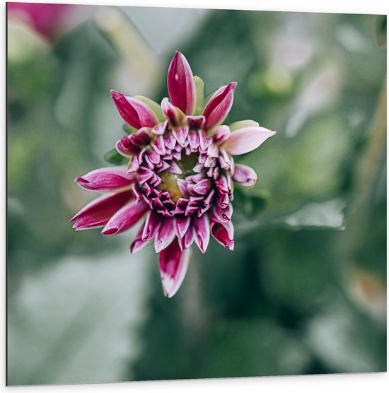 Dibond - Roze Bloem met Groene Achtergrond - 100x100 cm Foto op Aluminium (Met Ophangsysteem)