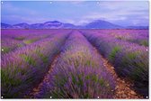 Muurdecoratie Lavendelvelden tijdens een schemering - 180x120 cm - Tuinposter - Tuindoek - Buitenposter