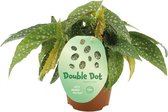 Begonia cane Double Dot – ↨ 20cm – ⌀ 12cm
