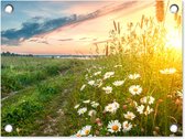 Tuinposter - Bloemen - Madelief - Natuur - Zon - 40x30 cm - Tuinschilderij - Muurdecoratie - Wanddecoratie - Tuindoek - Buitenposter