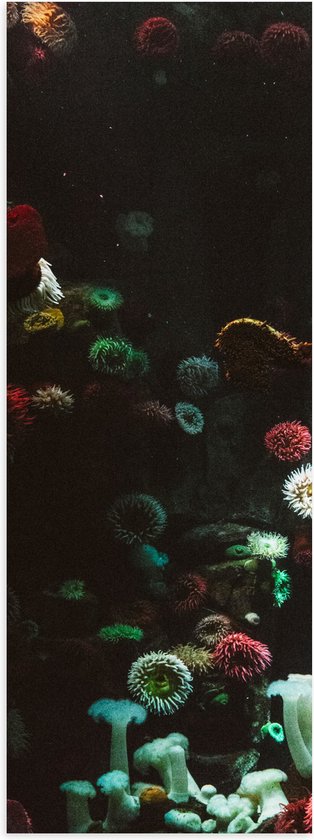 Poster Glanzend – Zee - Onderwaterleven - Koraal - Bloemdieren - 30x90 cm Foto op Posterpapier met Glanzende Afwerking