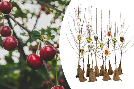 zuilvormige fruitbomen - Set van 12 bomen (3 kers, 3 appel, 3 peer, 3 abrikoos) - 80/90 cm hoog - Ideaal voor balkons, terrassen, kleine tuinen - Geschikt voor potten en in de grond zuilvormige fruitbomen - Set van 12 bomen (3 kers, 3 appel, 3 peer, 3 abrikoos) - 80/90 cm hoog - Ideaal voor balkons, terrassen, kleine tuinen - Geschikt voor potten en in de grond