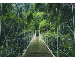 Top 10 fotobehang voor een sfeervolle accentmuur 2026: Fotobehang Hangbrug 400 x 280 cm