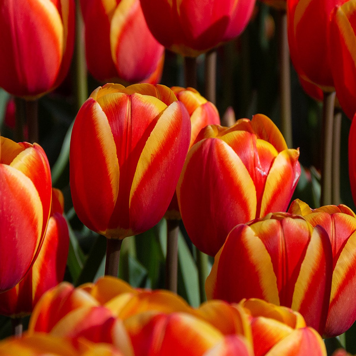 Tulp World's Favourite® | 10 stuks | Darwinhybride | Oranje | Rood