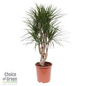 Dracaena marginata Drakenboom