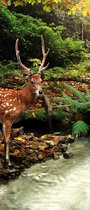 Deer in Forest Photo Wallcovering
