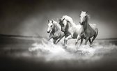 Horses  Photo Wallcovering