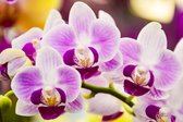 Fotobehang Tropische Orchidee - Vliesbehang - 460 x 300 cm
