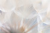 Fotobehang Abstract Dandeli. Seed Macro Closeup. Soft Focus - Vliesbehang - 368 x 280 cm