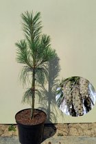 Jonge Tranenden boom | Pinus wallichiana | 40-60cm hoogte