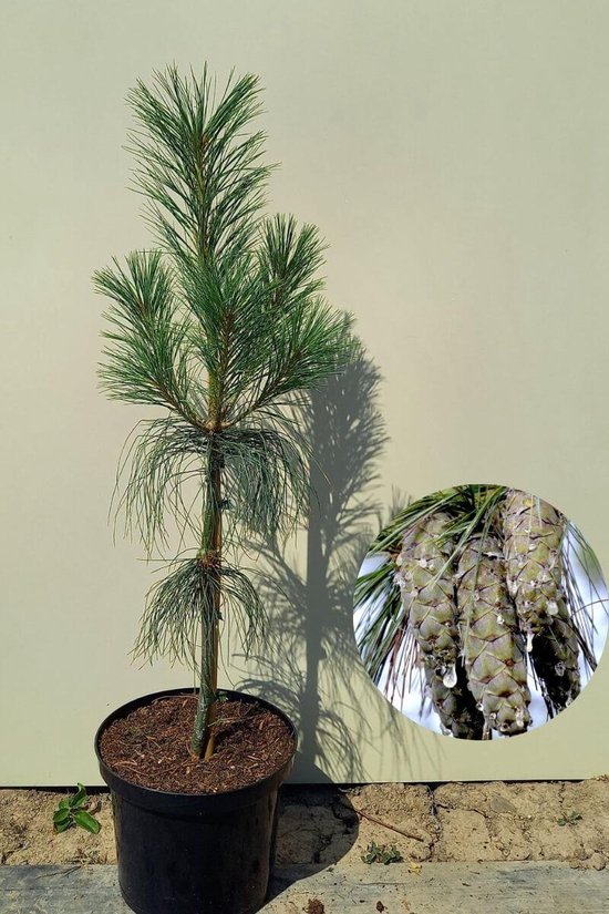 Jonge Tranenden boom | Pinus wallichiana | 40-60cm hoogte