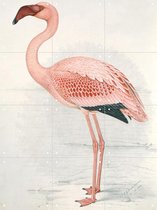 IXXI Lesser Flamingo - Wanddecoratie - Dieren en insecten - 60 x 80 cm