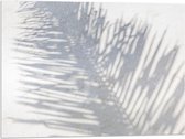 Acrylglas - Schaduw van Varen Plant op Wit Oppervlak - 80x60 cm Foto op Acrylglas (Met Ophangsysteem)