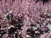 6x Purperklokje (Heuchera micrantha 'Palace Purple') - P9 pot (9x9)