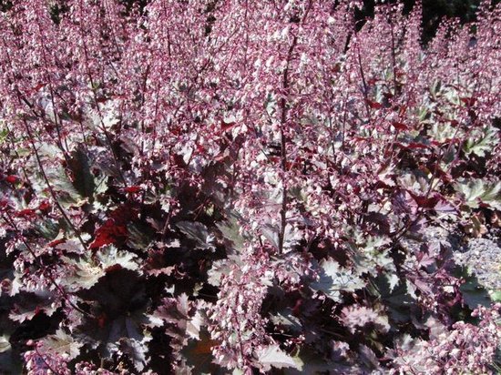 Foto: 6x purperklokje heuchera micrantha palace purple p9 pot 9x9 