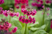 6x Etage primula (Primula japonica 'Miller's Crimson') - P9 pot (9x9)