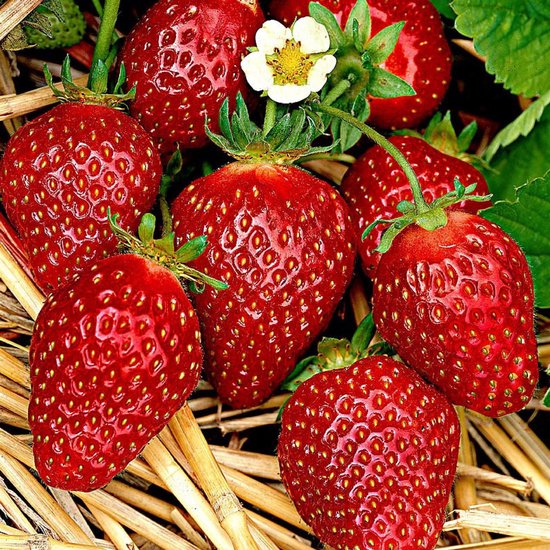 Fragaria Ananassa Korona - Aardbeiplanten 10 stuks