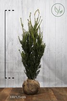 10 stuks | Taxus media 'Hillii' Kluit 100-125 cm - Compacte groei - Formele haag - Zeer winterhard