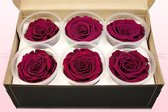 Rozenkoppen | 100% natuurlijk | Cerise | XL