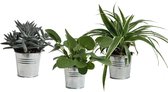 Mini Green | Trio Eden Colection ® in zomers zink (natural)