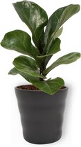 Kamerplant Ficus Bambino – Vioolplant - ± 30cm hoog – 12 cm diameter - in zwarte pot