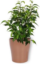 Kamerplant Ficus Natasja - ± 25cm hoog – 12 cm diameter - in koperkleurige pot