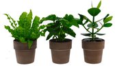 Luchtzuiverende mix, Clusia, Asplenium, Philodendorn in terracotta - 35 cm, Ø 12 cm