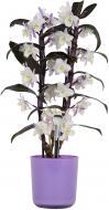 Orchidee van Botanicly – Bamboe Orchidee incl. sierpot violet als set – Hoogte: 50 cm, 2 takken – Dendrobium Make Upz Purple