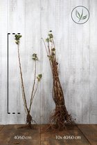 25 stuks | Ribes 'King Edward VII' Blote wortel 40-60 cm - Bloeiende plant - Geschikt als lage haag - Informele haag - Bladverliezend