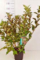 10 stuks | Weigela 'Bristol Ruby' Pot 60-80 cm - Bladverliezend - Bloeiende plant - Grootbladig - Informele haag