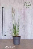 10 stuk(s) | Pijpenstrootje 'Heidebraut' pot 20-25 cm - Bladverliezend - Groeit opgaand - Prachtige herfstkleur - Weinig onderhoud