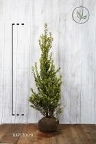 10 stuks | Ilex maximowicziana 'Kanehirae' Kluit 100-120 cm - Bloeiende plant - Kleinbladig - Vruchtdragend - Wintergroen