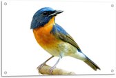 Tuinposter – Blauw/Geel Vogeltje - 90x60cm Foto op Tuinposter  (wanddecoratie voor buiten en binnen)