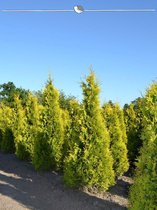 Westerse Levensboom Thuja Yellow Ribbon 80-100 cm, 12x Haagplant