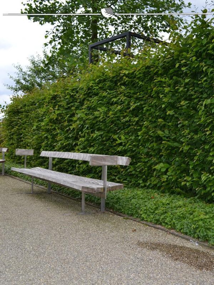 Haagbeuk Carpinus betulus 175-200 cm Blote wortel, 450x Haagplant