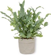 Kamerplant Phlebodium Blue Star – Blauwvaren - ± 25cm hoog – 12 cm diameter - in grijze sierzak