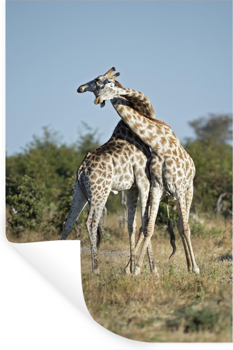 bol.com | Muursticker Nekken van giraffen - Twee giraffen met