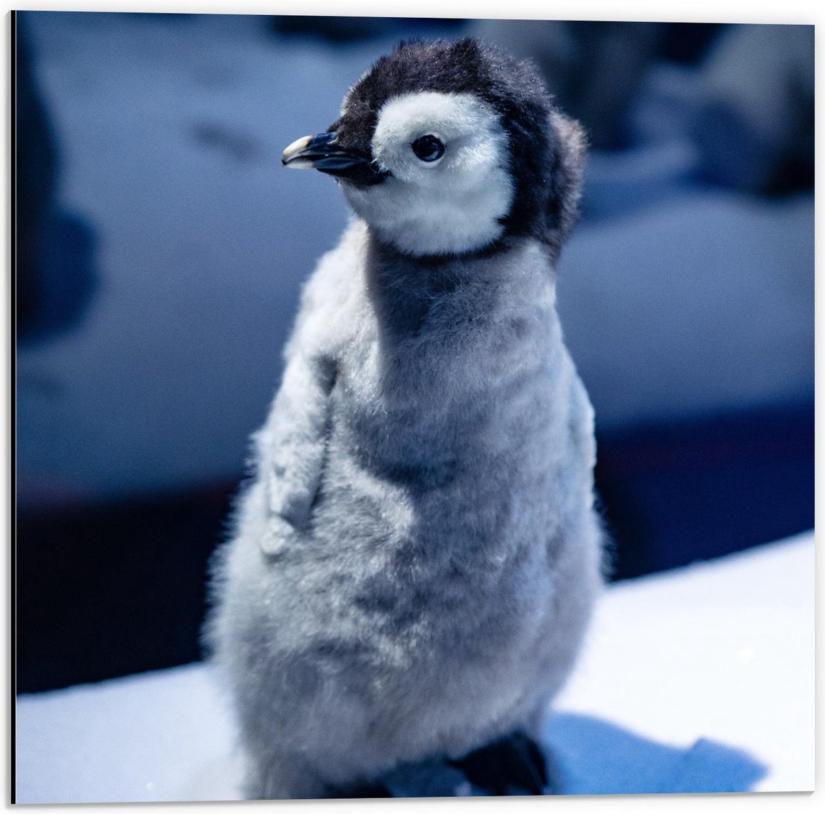Dibond - Pluizige Baby Pinguïn - 50x50cm Foto op Aluminium (Wanddecoratie van metaal)