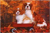 3d poster Cavelier King Charles Spaniels