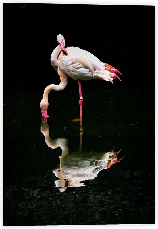 Dibond - Flamingo met Weerspiegeling in Water - 40x60cm Foto op Aluminium (Met Ophangsysteem)